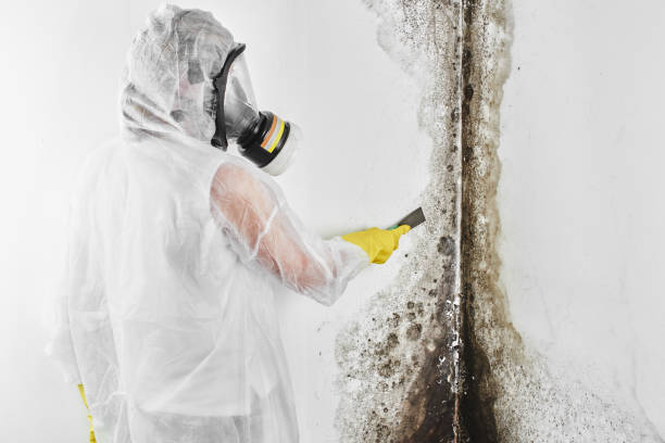 Best Toxic Mold Removal  in Cloverport, KY
