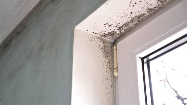 Mold Removal and Inspection in Cloverport, KY