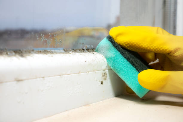 Best Office Mold Removal Services  in Cloverport, KY