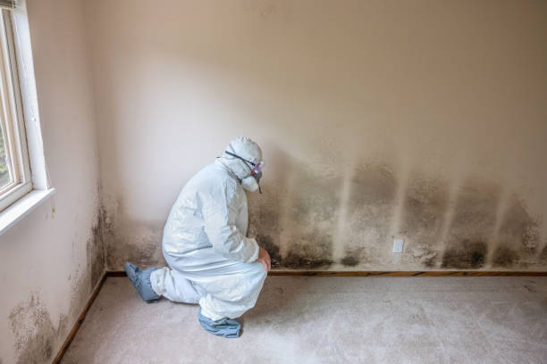 Best Attic Mold Removal  in Cloverport, KY