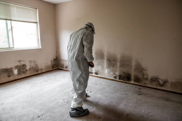 Best Local Mold Removal Service  in Cloverport, KY