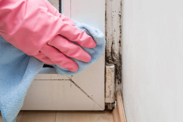 Best Mold Damage Repair  in Cloverport, KY