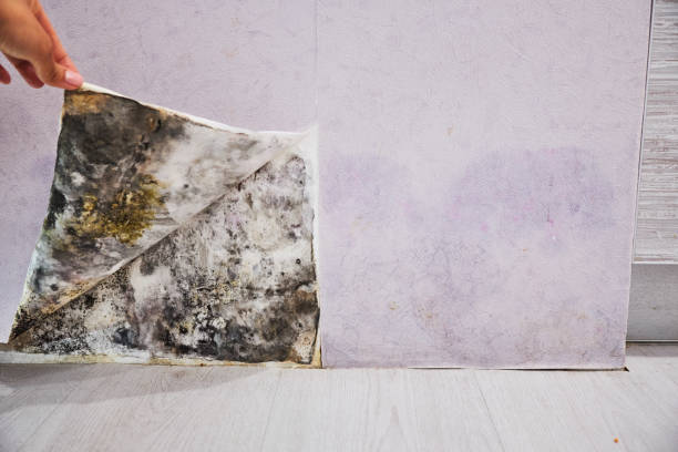 Mold Testing and Removal in Cloverport, KY